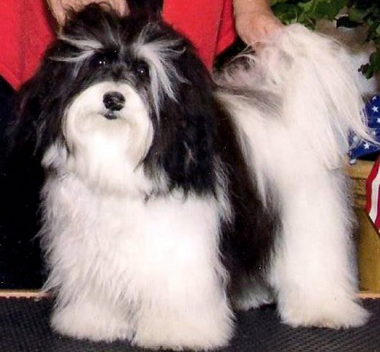 Havanese champion
