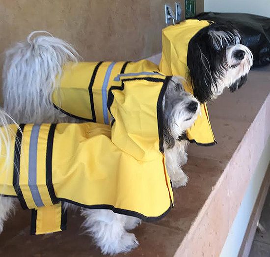 Havanese champion