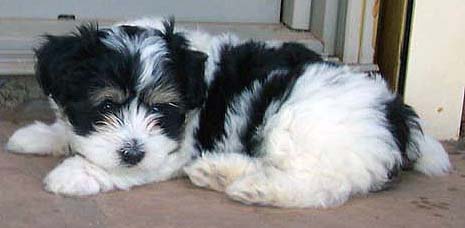 tri-color Havanese puppy