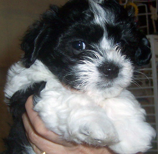 cute black and white Havanese puppy face and front paws