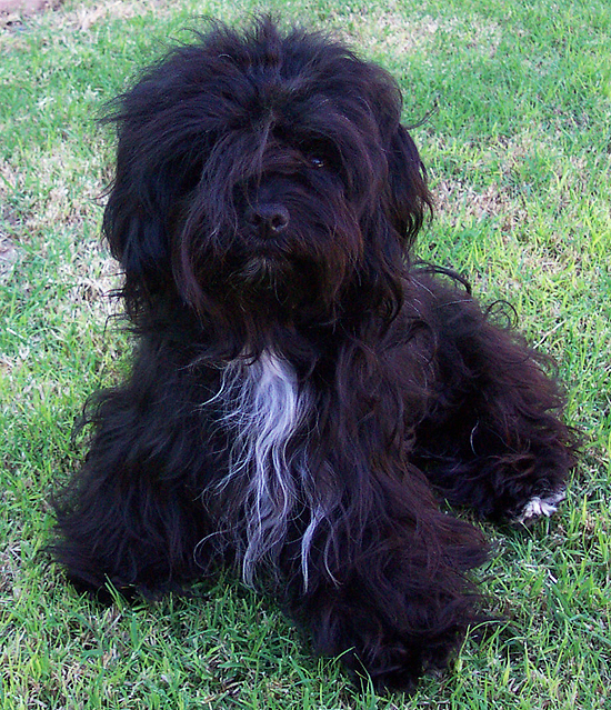 black adult Havanese dog