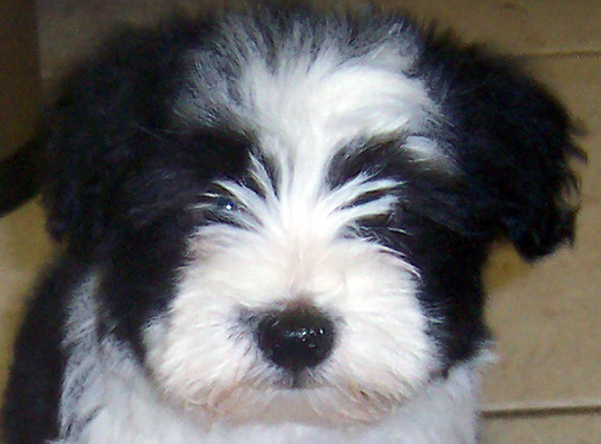 black and white Havanese puppy face