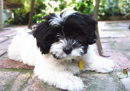 white Havanese puppy with black face