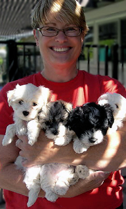 Havanese Puppies for sale in Arizona