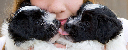 For Sale Havanese Puppies