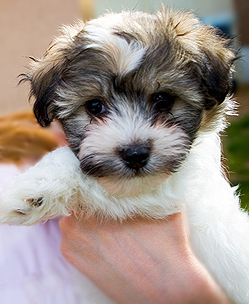 Havanese Puppies for Sale