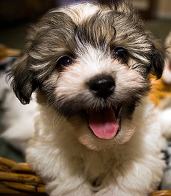 Havanese Puppy Arizona