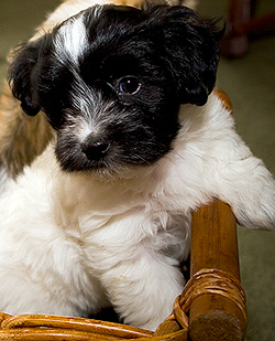 Havanese Puppies for Sale