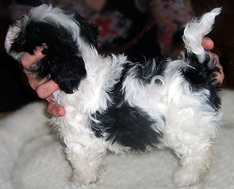 Havanese Puppies for Sale