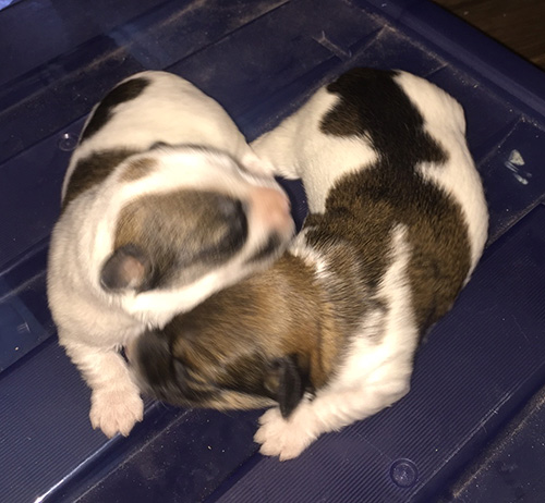 Havana silk dogs puppies in AZ