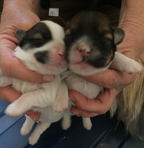 Havanese dogs in Arizona