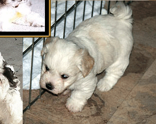 scottsdale havanese