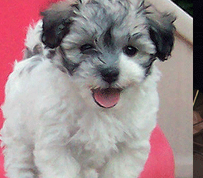 gilbert havanese