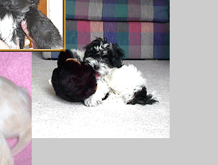 ahwatukee havanese