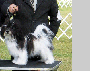 Havanese Tempe