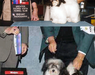 Phoenix Havanese